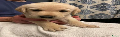Labrador Retriever 2 (yellow male)