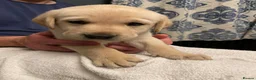 Labrador Retriever dogs for sale: Beautiful litter of Labrador Retriever puppies in Gloucester - Advert 11
