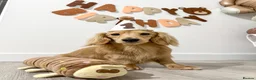 Miniature Dachshund dogs for stud: KC Miniature Long Hair Dachshund stud - Advert 4