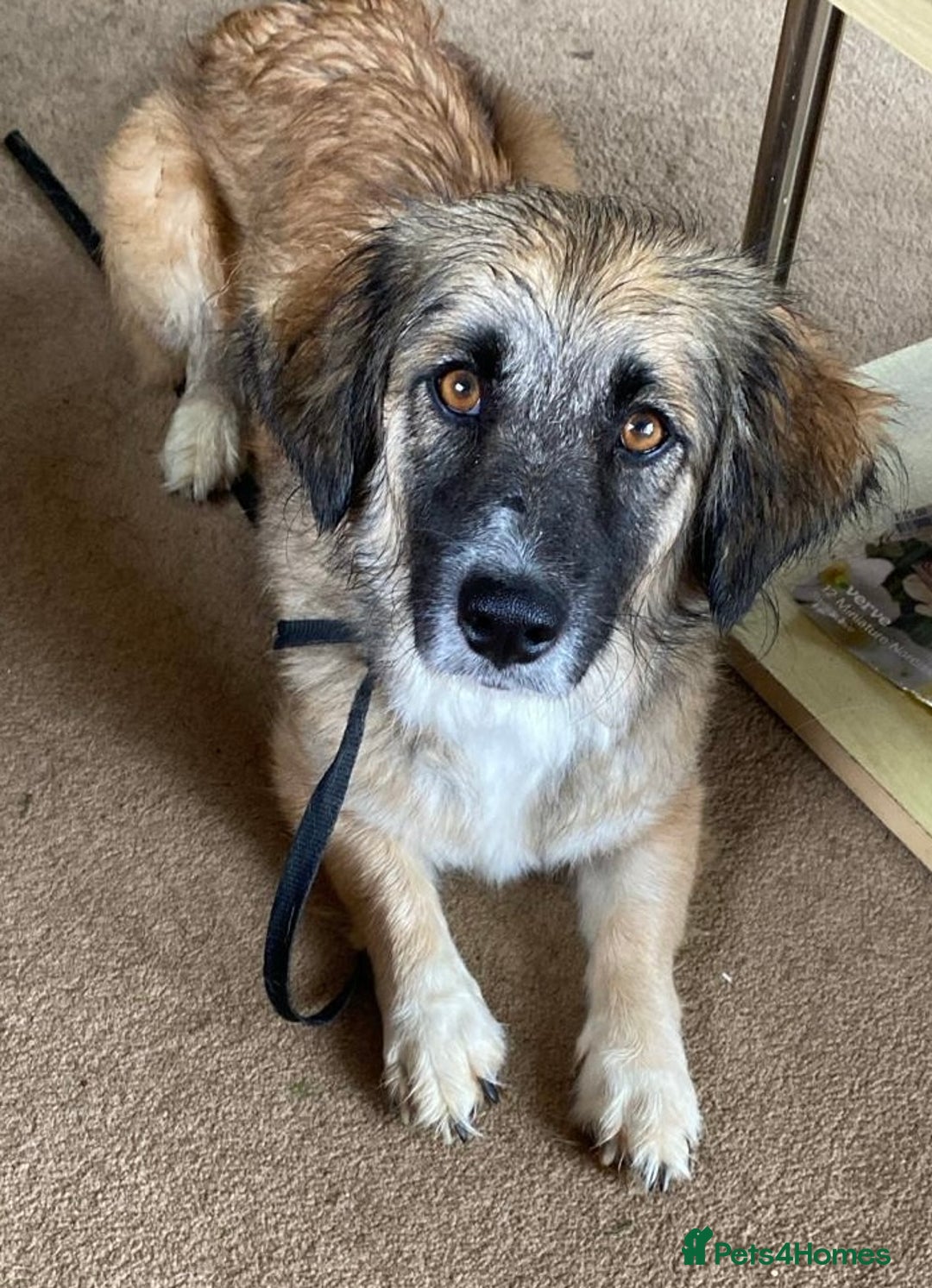 Mixed Breed dogs for adoption: Loving forever home needed for Carys  - Image 1