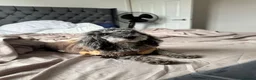 Miniature Poodle dogs for sale: Final price drop  - Advert 10