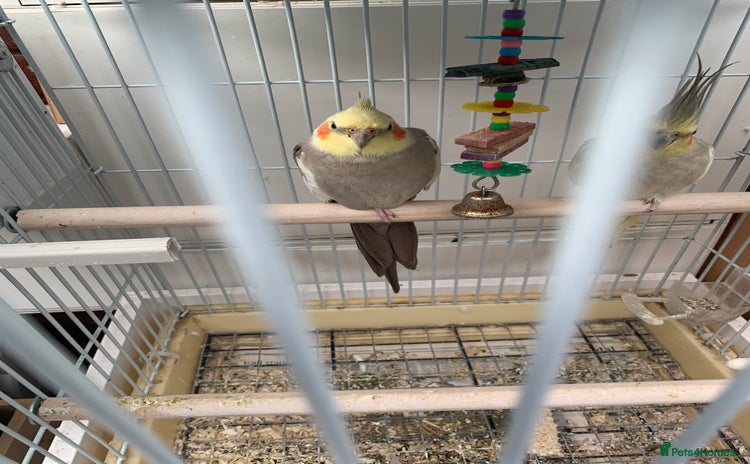 Cockatiels birds - Advert 1
