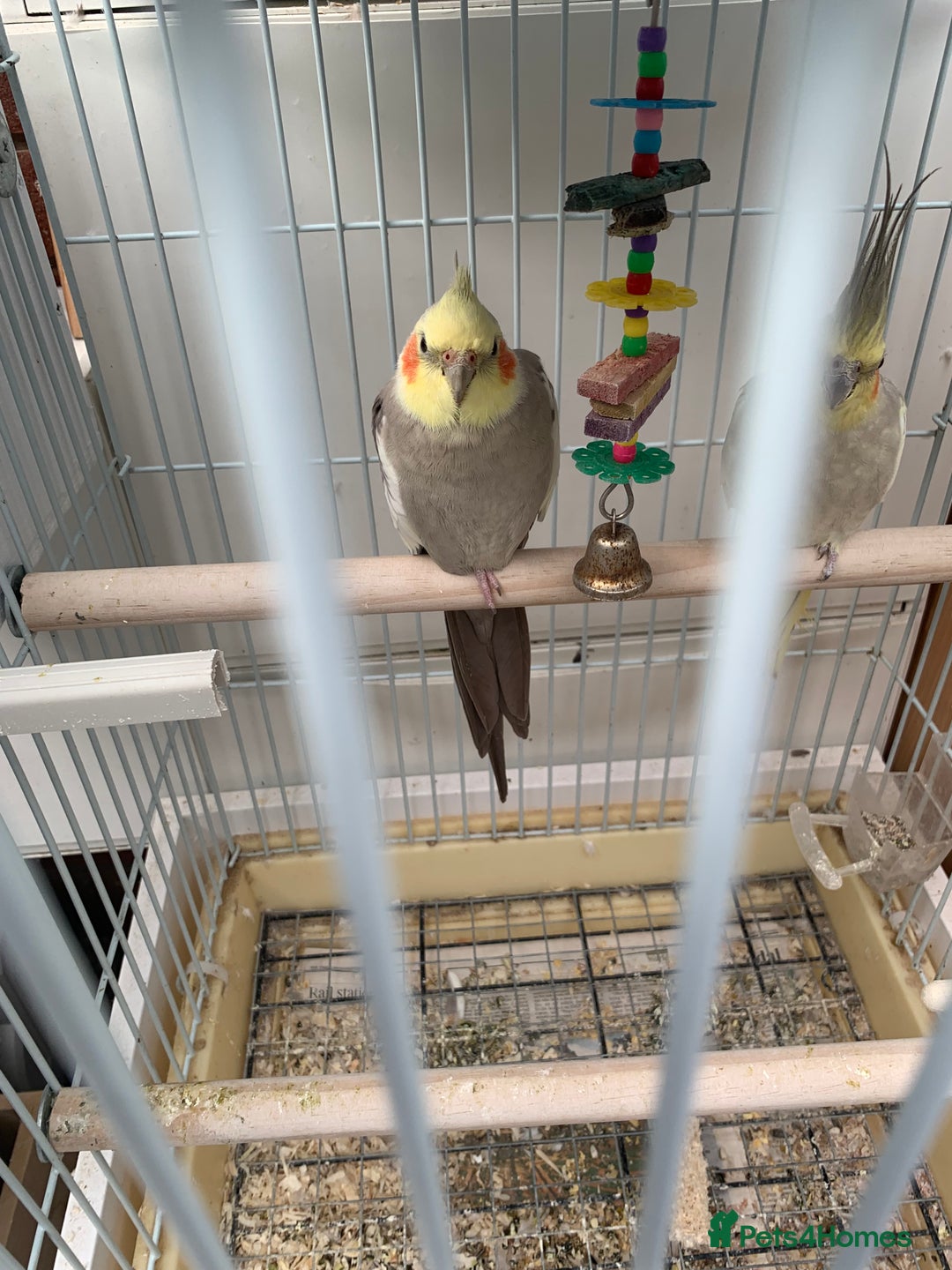 Cockatiels birds for sale: Birds Cockatiel  - Image 1