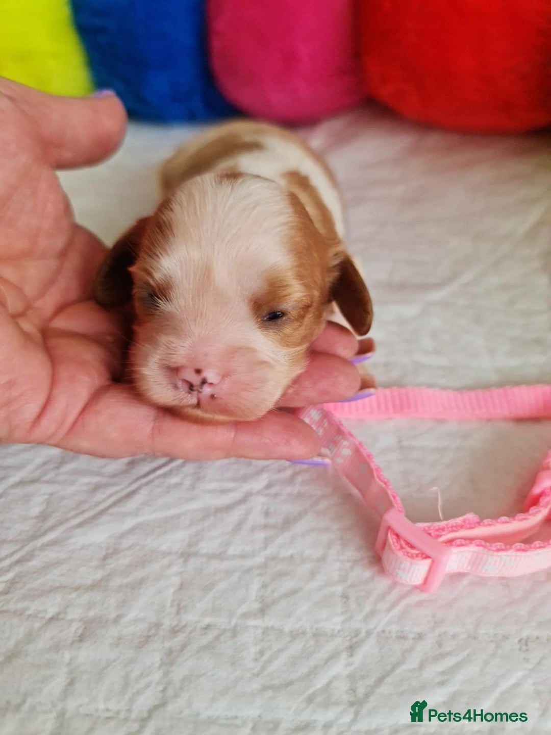 Cavapoo dogs for sale: 🥇Finest Quality Beautiful Toy Cavapoos🥇 - Image 6