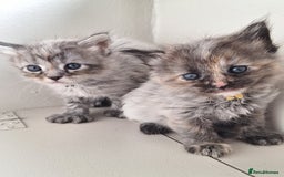 Maine Coon cats for sale: Mainecoon kittens BlackSilver smoke poly non poly - Image 3