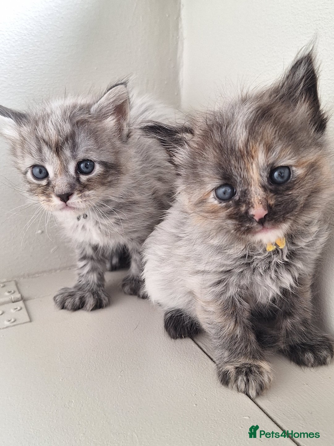Maine Coon cats for sale: Mainecoon kittens BlackSilver smoke poly non poly - Image 3