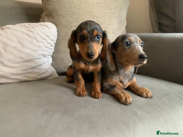Miniature Dachshund dogs - Advert 1