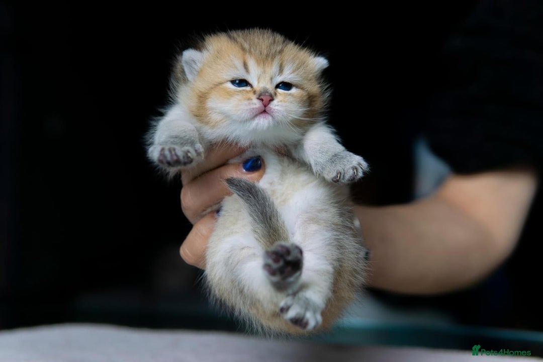 British Shorthair cats for sale: 🔥Champion Line Golden British Shorthair Kittens🔥 - Image 5