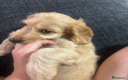 Cockapoo dogs for sale: F1 miniature cockerpoos  in Stoke-on-Trent - Image 16