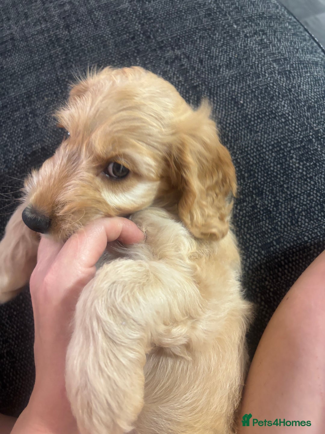 Cockapoo dogs for sale: F1 miniature cockerpoos  in Stoke-on-Trent - Image 16
