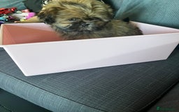 Shih Tzu dogs for sale: Male Shih Tzu puppy  - Image 2