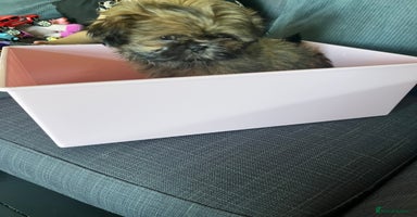 Shih Tzu dogs - Advert 2