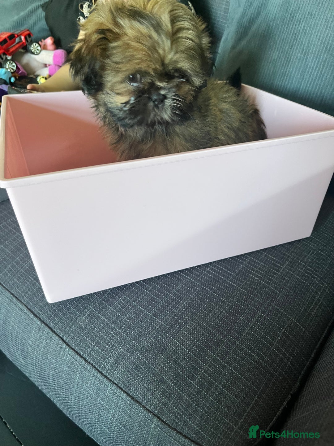 Shih Tzu dogs for sale: Male Shih Tzu puppy  - Image 2