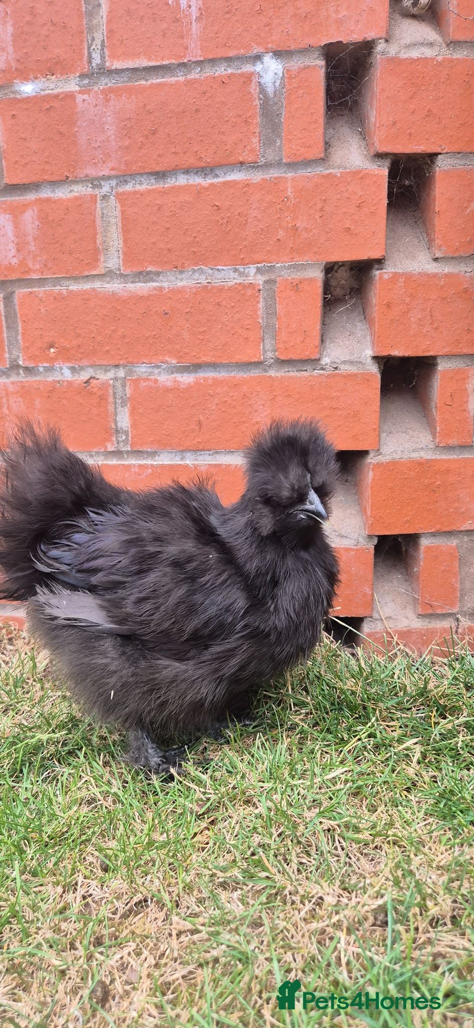 Chickens poultry Black Silkies  - Advert 17