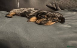 Miniature Dachshund dogs for sale: Mini Dachshund  - Image 8