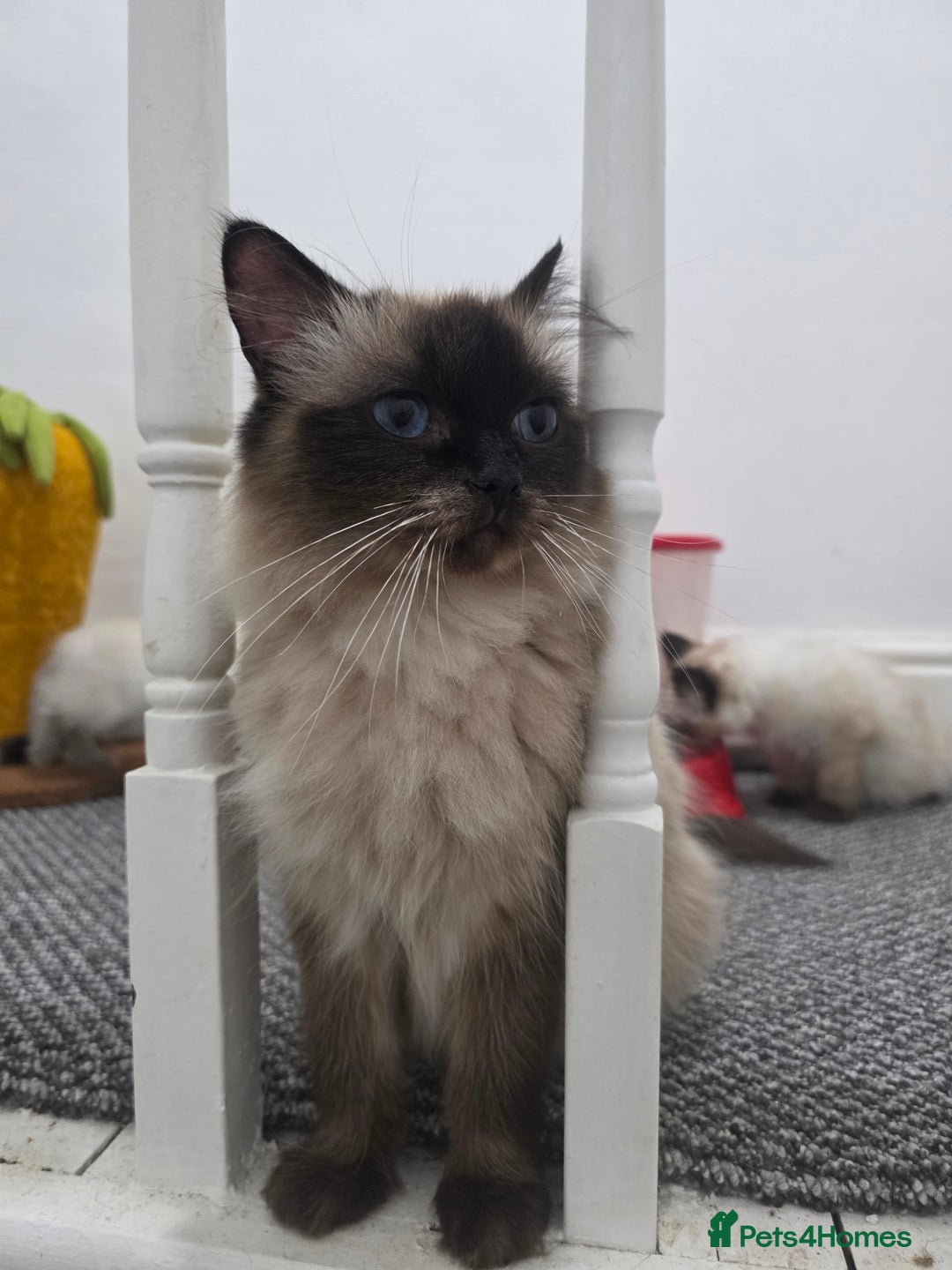 Ragdoll cats for sale: Beautiful Ragdoll kittens ready for a new home  - Advert 1