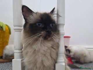 Ragdoll cats Beautiful Ragdoll kittens ready for a new home - Advert 1