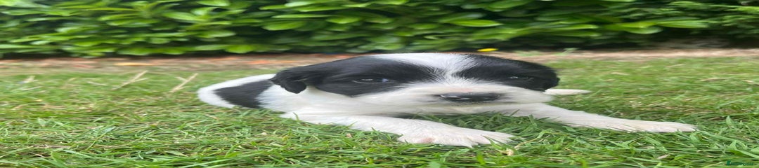 English Springer Spaniel Puppy 2