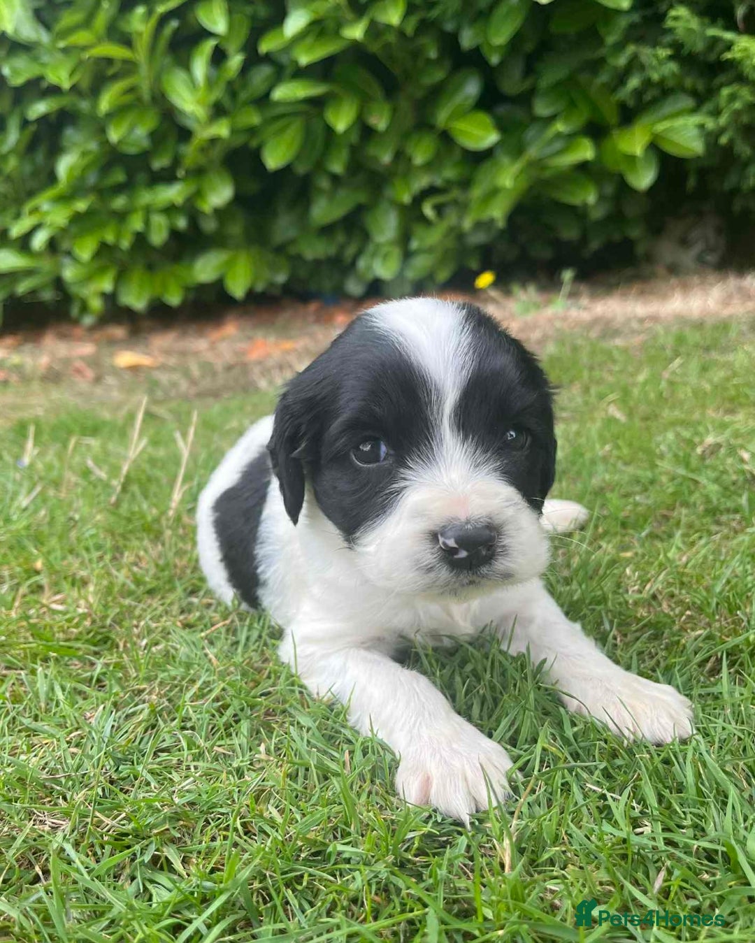 English Springer Spaniel dogs for sale: Beautiful litter of Springer spaniel puppies - Image 4
