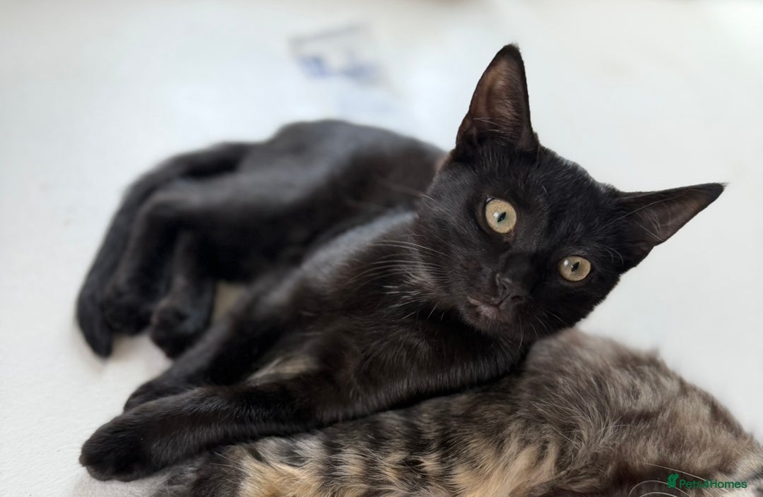 Mixed Breed cats for sale: Bombay kitten  - Image 2