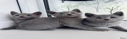 Russian Blue cats for sale: TICA Rusian Blue kittens  - Advert 8