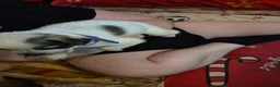 Mixed Breed dogs for sale: 7 beautiful Huskita’s for sale😍 - Advert 6