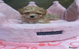 Maltipoo dogs for sale: Adorable maltipoo puppies are ready for sale  - Image 7