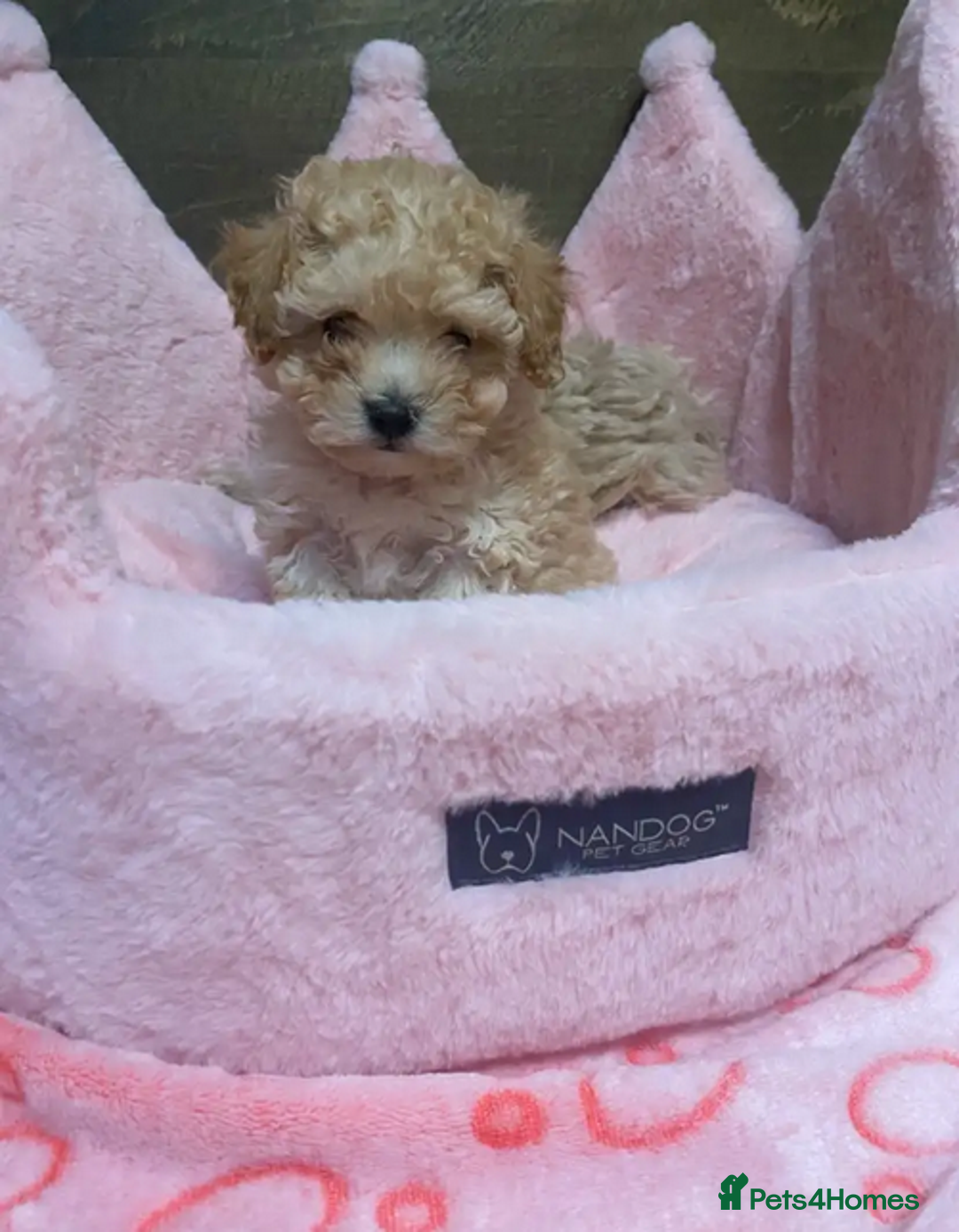 Maltipoo dogs for sale: Adorable maltipoo puppies are ready for sale  - Image 7