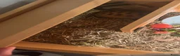 Tortoise reptiles for sale: Tortoise  - Advert 2