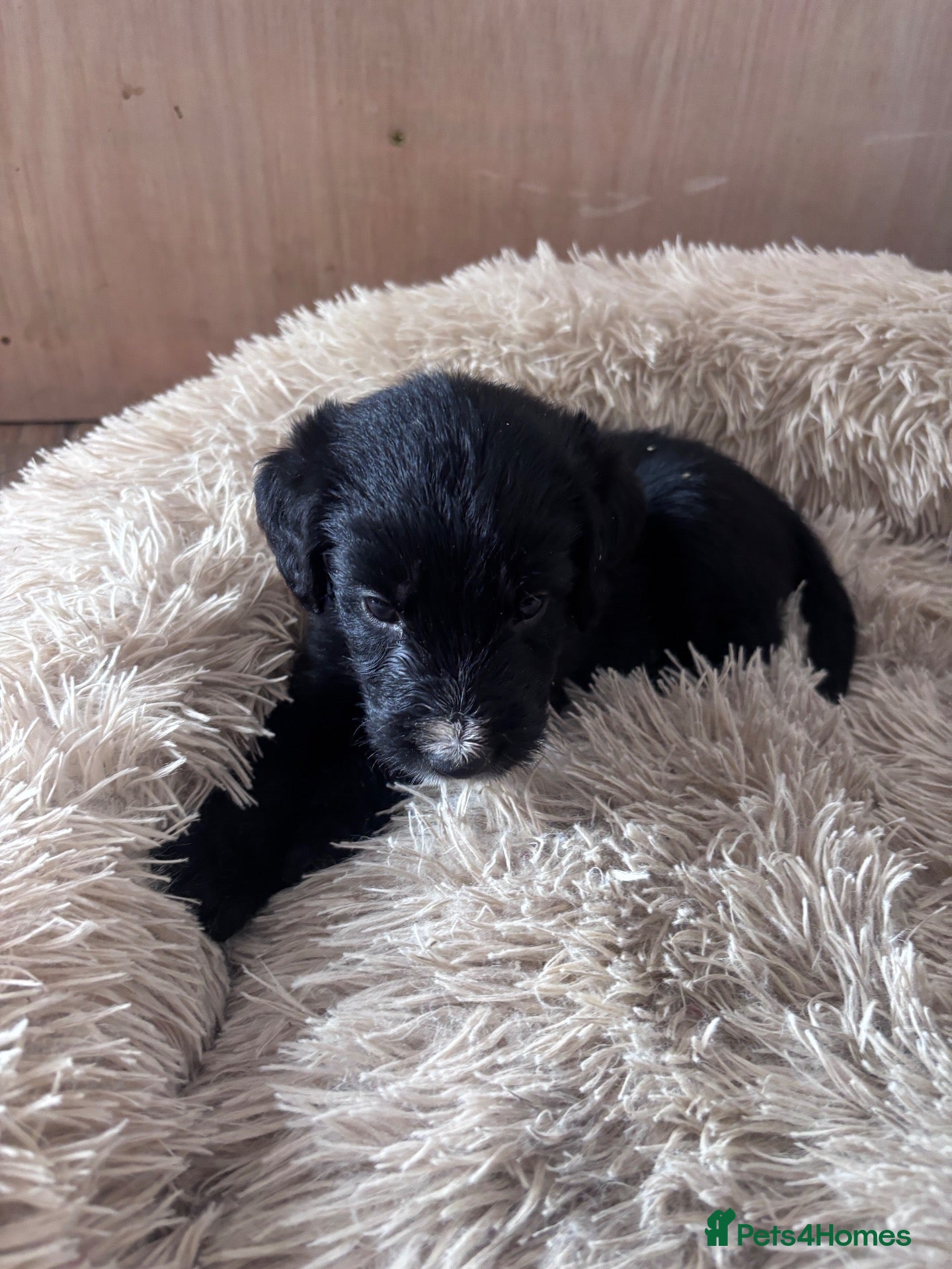 Mixed Breed dogs 🐾 Beautiful Colipoo Puppies – ONLY 2 LEFT 🐶  - Advert 2