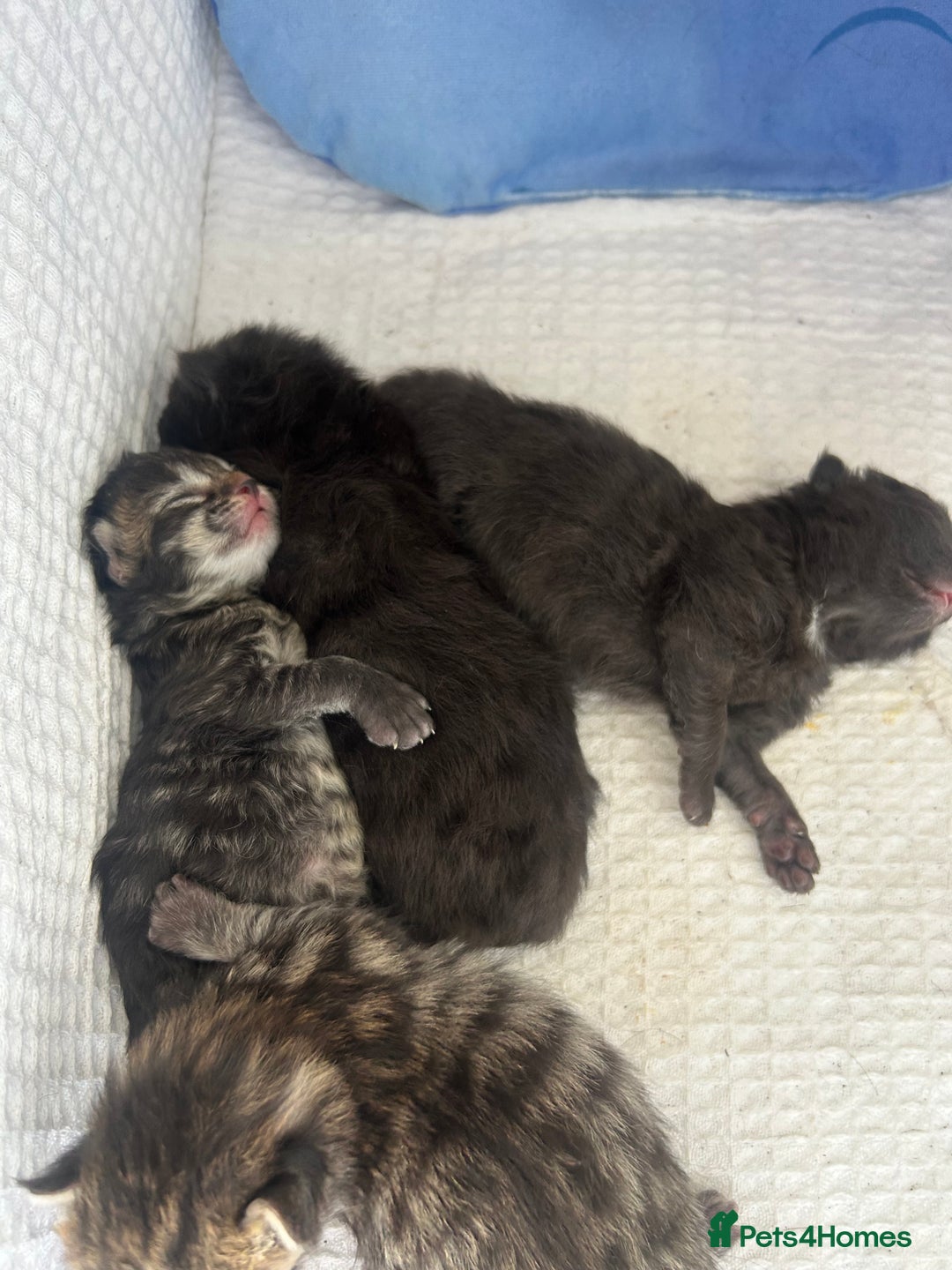 Maine Coon cats for sale: MAINECOON kittens large fluffy  - Image 7