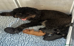 Miniature Poodle dogs for sale: Beautiful litter of Cheeky KC Reg. Mini Poodle's - Image 8