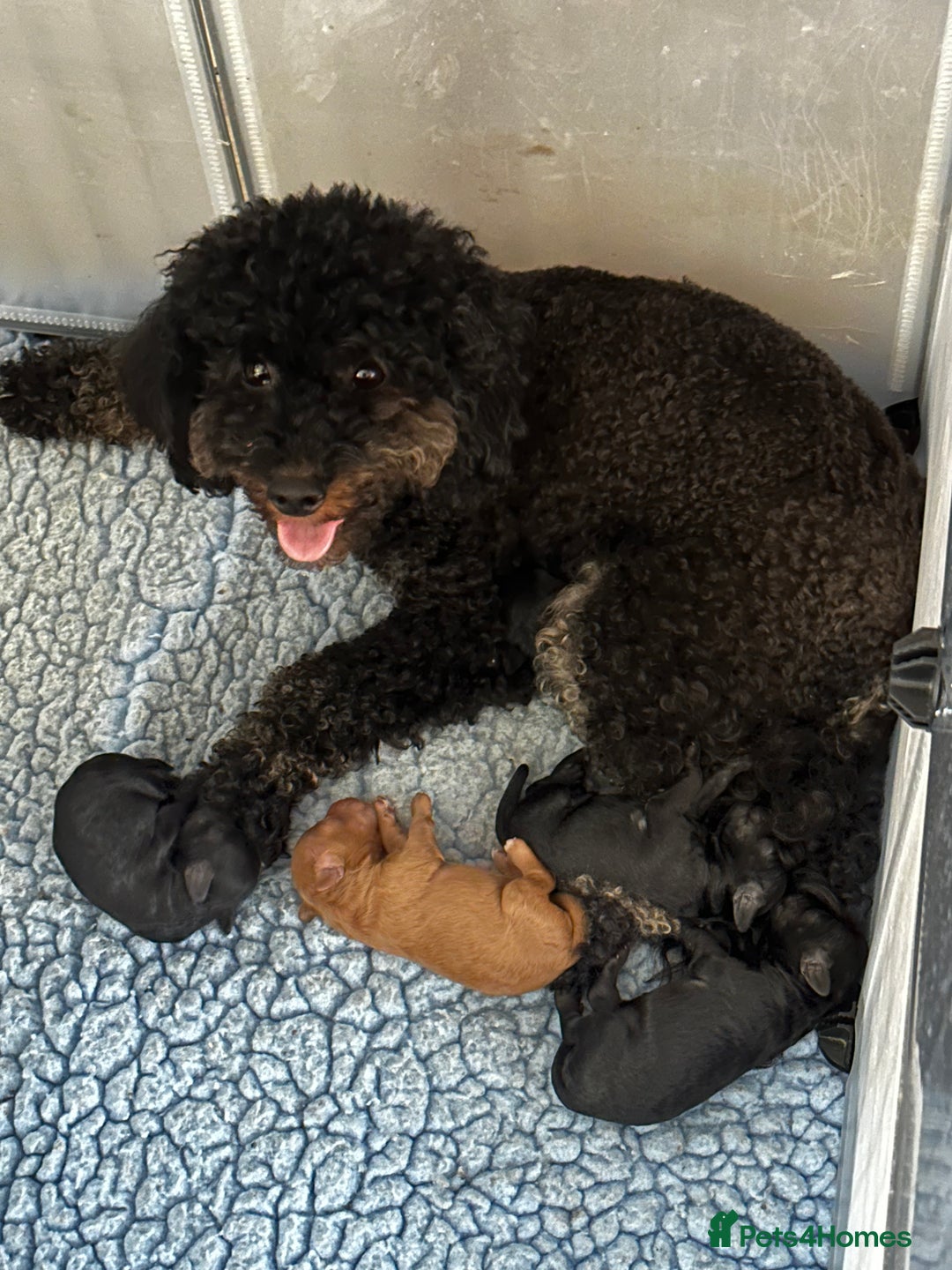 Miniature Poodle dogs for sale: Beautiful litter of Cheeky KC Reg. Mini Poodle's - Image 8