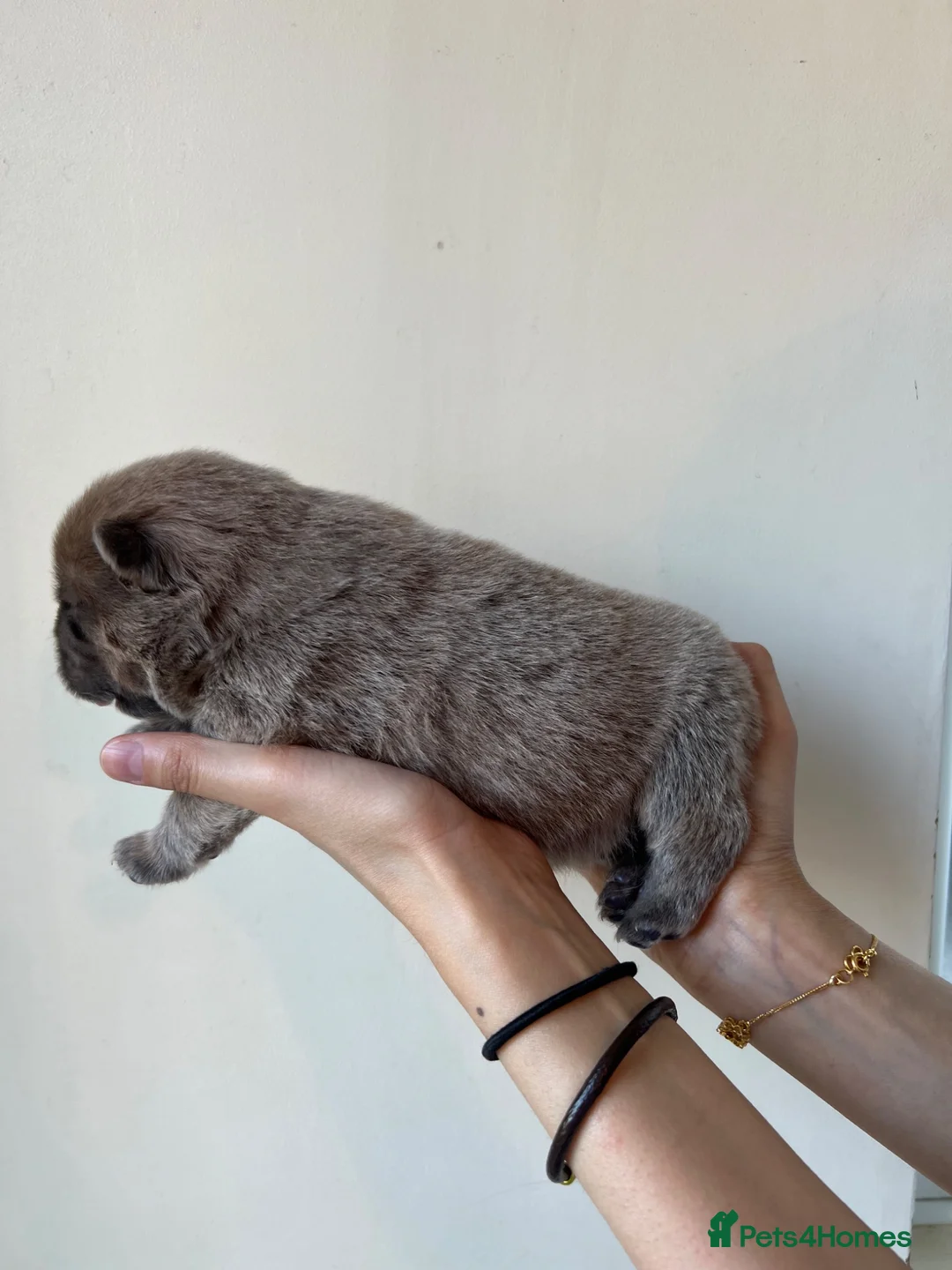 Chow Chow dogs for sale: Ready to Leave! 2 Beautiful Chow Chows 💙🩷 - Advert 32