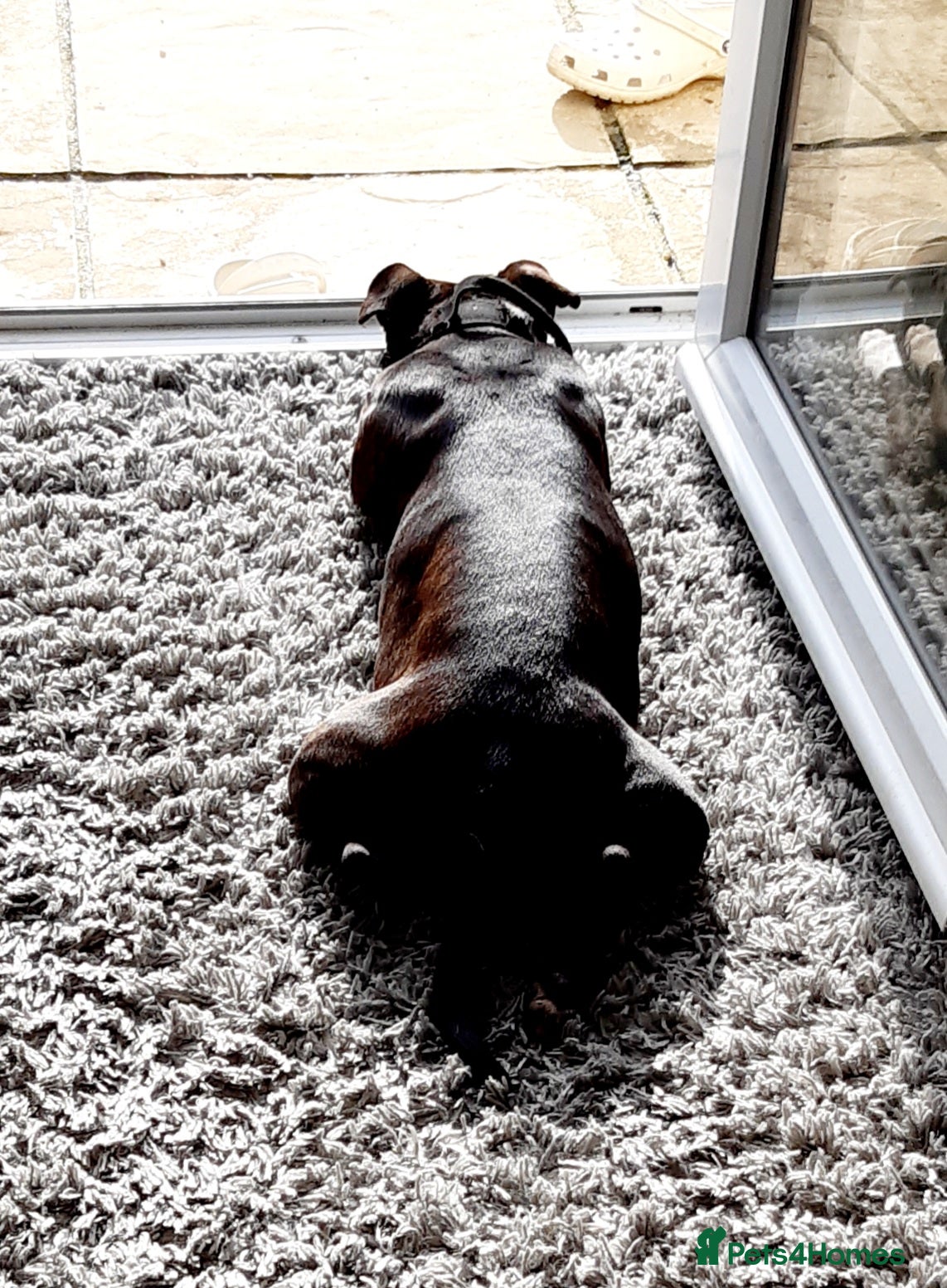 Staffordshire Bull Terrier dogs Miss piggy 7 year old female staffy  - Advert 5