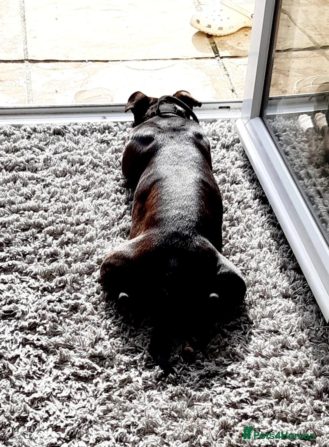 Staffordshire Bull Terrier dogs for sale: Miss piggy 7 year old female staffy  - Advert 1
