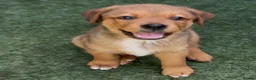 Central Asian Shepherd dogs for sale: Central Asian Shepard - Advert 7