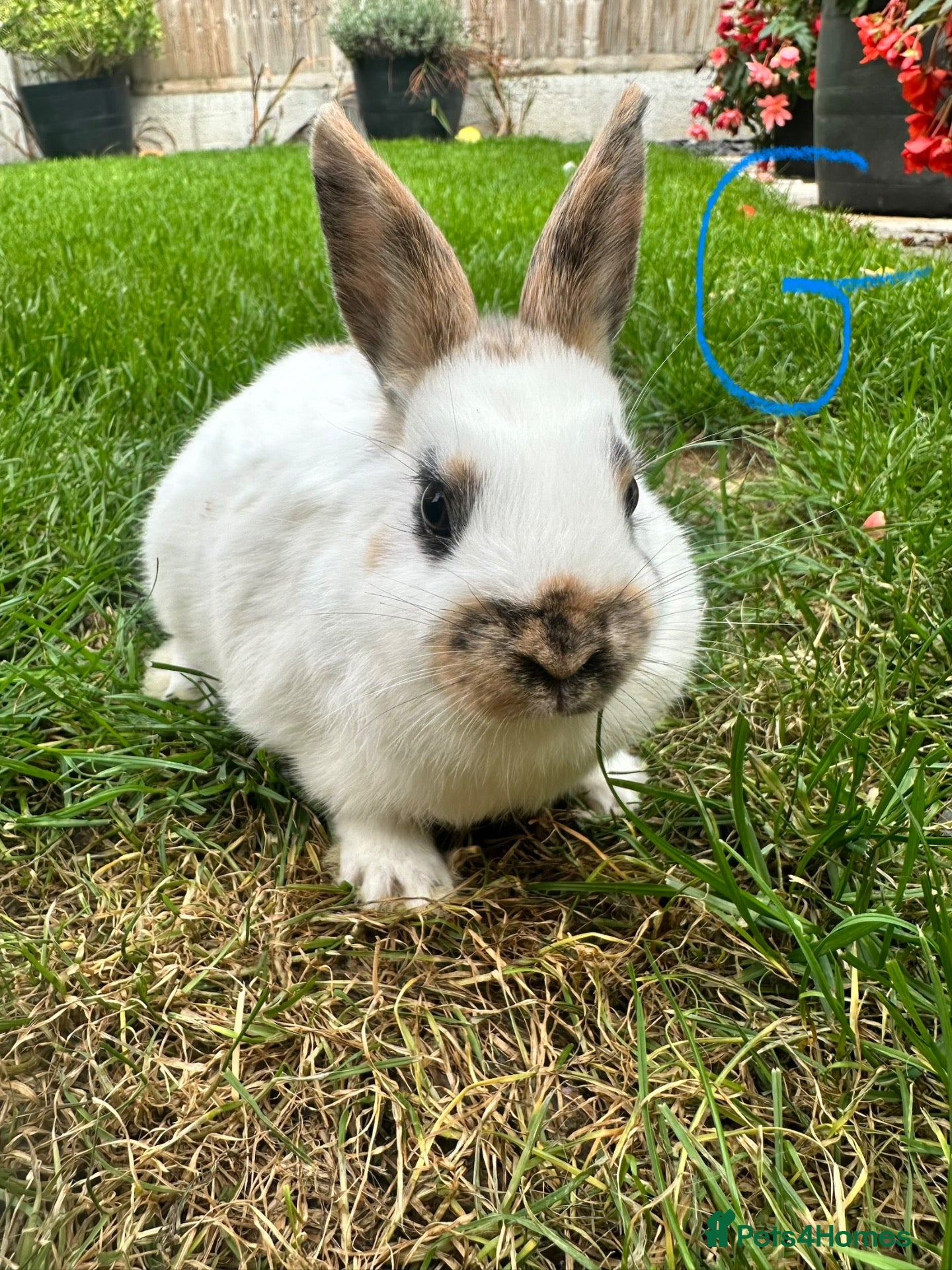 Netherland Dwarf rabbits Netherland Dwarf Rabbits For Sale - Advert 2