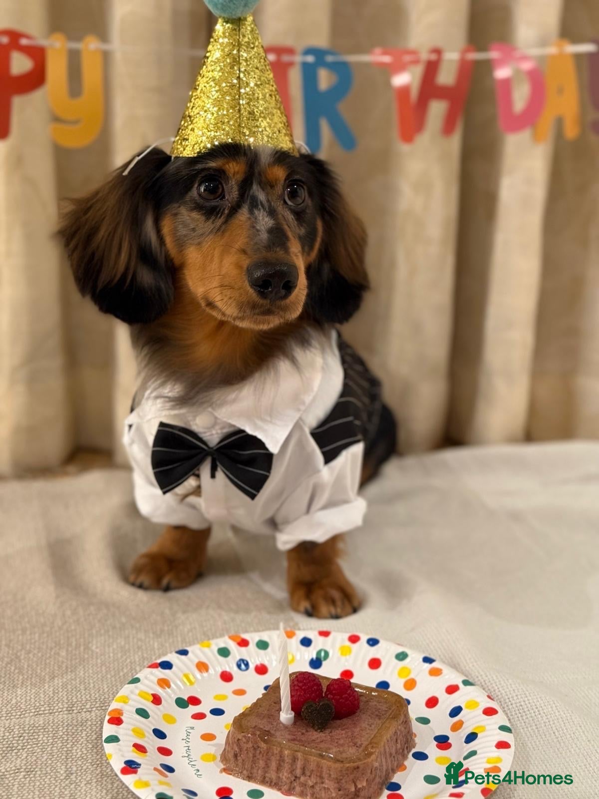 Miniature Dachshund dogs for stud: Luffy – Gorgeous Long-Haired Miniature Dachshund - Advert 1