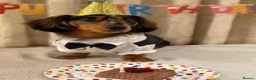 Miniature Dachshund dogs for stud: Luffy – Gorgeous Long-Haired Miniature Dachshund in London - Advert 1