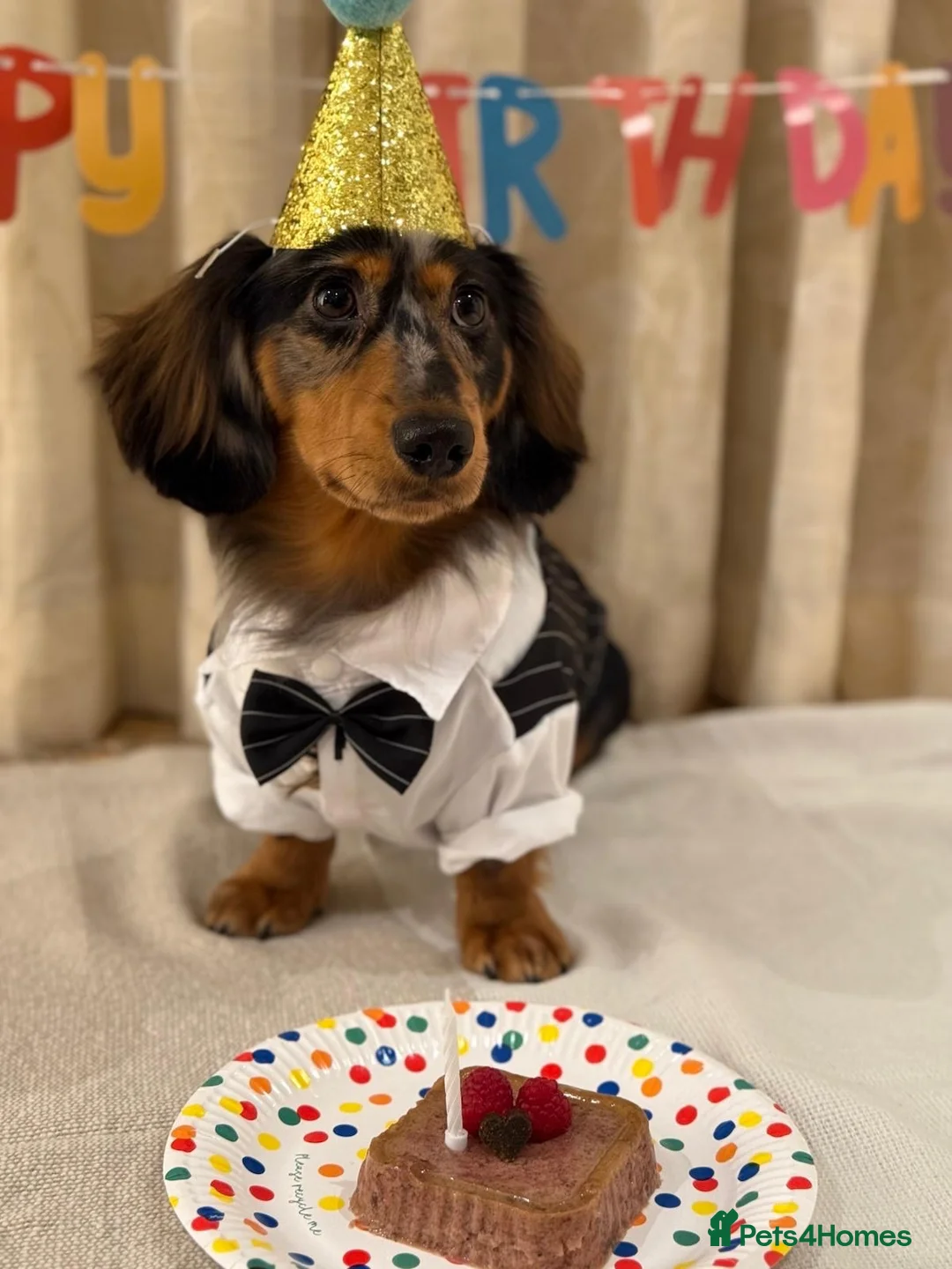 Miniature Dachshund dogs for stud: Luffy – Gorgeous Long-Haired Miniature Dachshund in London - Advert 1