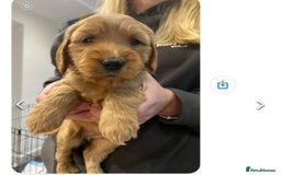 Cocker Spaniel dogs for stud: PROVEN Golden Show type Cocker spaniel STUD in Swindon - Image 11