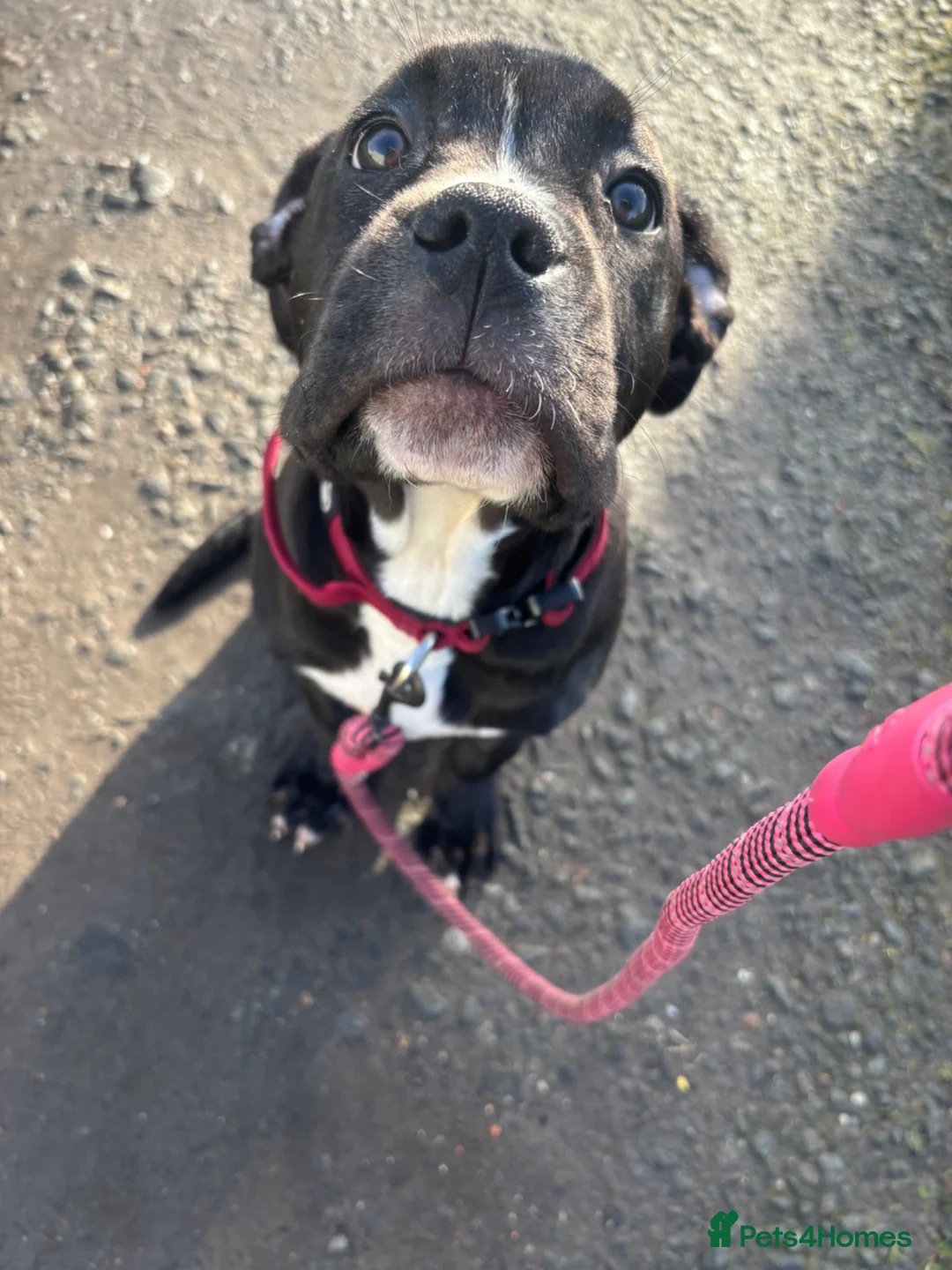 Cane Corso dogs for sale: Cane corso puppy  - Advert 1