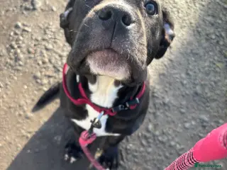 Cane Corso dogs Cane corso puppy - Advert 15