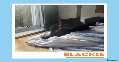 Mixed Breed cats - Advert 13