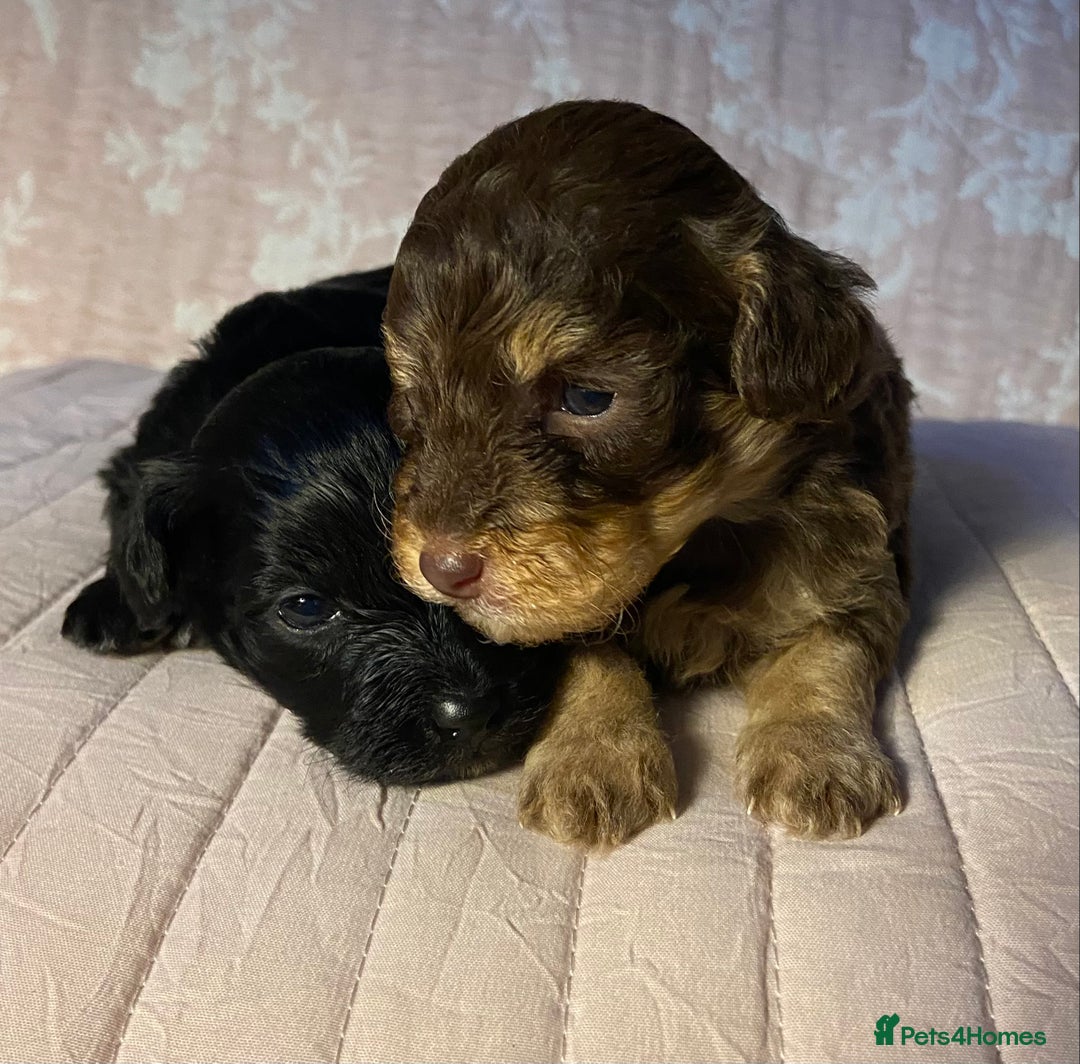 Maltipoo dogs for sale: Adorable F1b Maltipoos - Advert 9