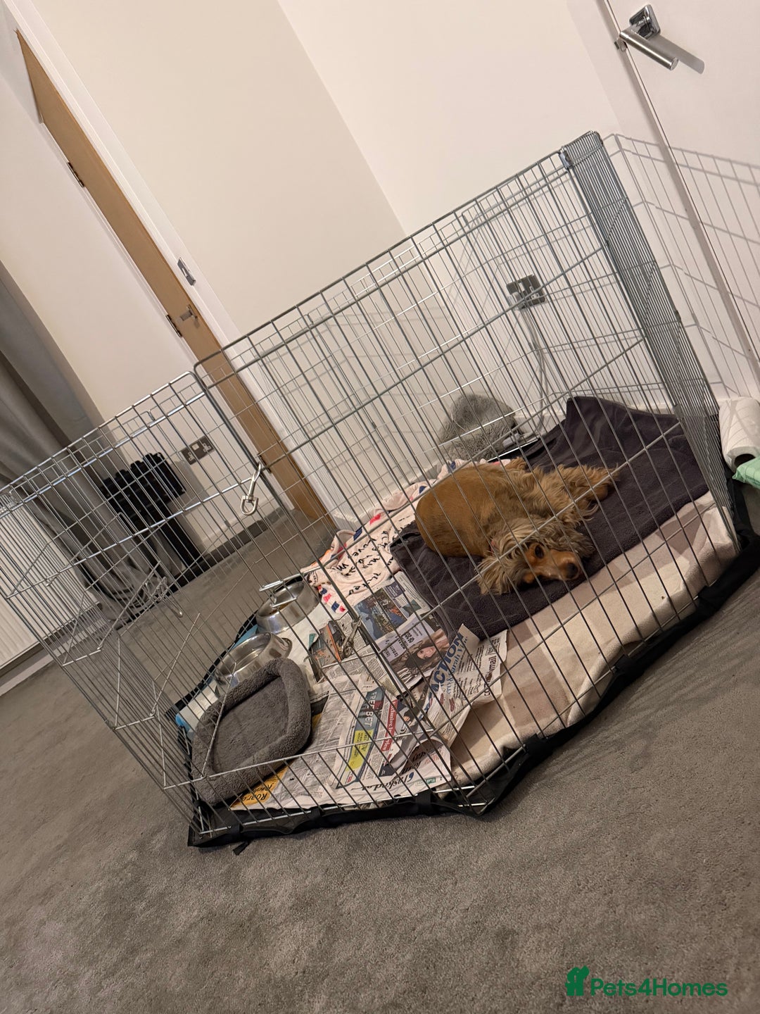 Cocker Spaniel dogs for sale: Showtype Cocker spaniel pups KC registered  - Advert 24