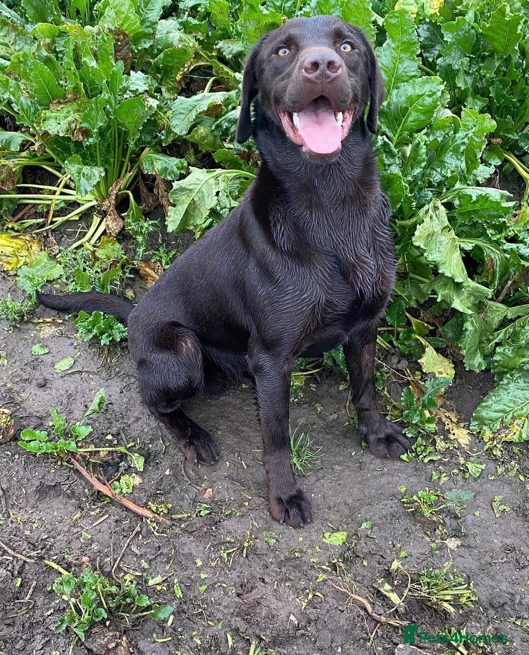 Labrador Retriever dogs for sale: Chunky KC Registered Chocolate Labrador Puppies - Advert 10