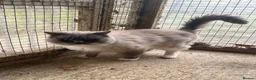 Ragdoll cats for sale: Ragdoll kitten mitted 2 girls 1 boy - Advert 3
