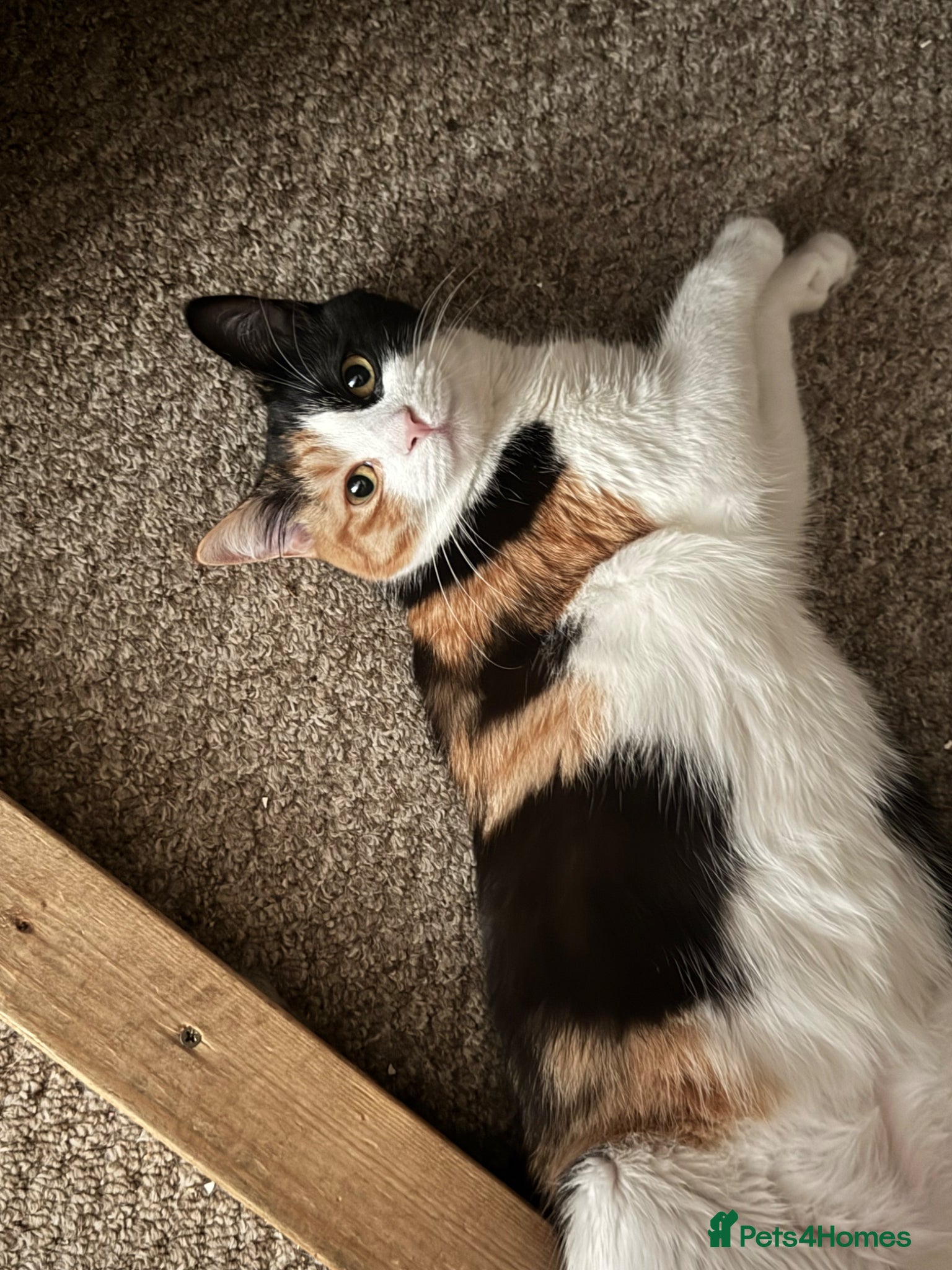 Brazilian Shorthair cats Sweet, Quiet Cat for Adoption - Coco  - Advert 1